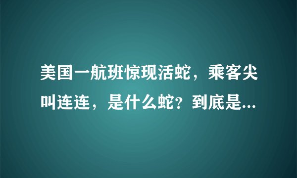 美国一航班惊现活蛇，乘客尖叫连连，是什么蛇？到底是什么情况？
