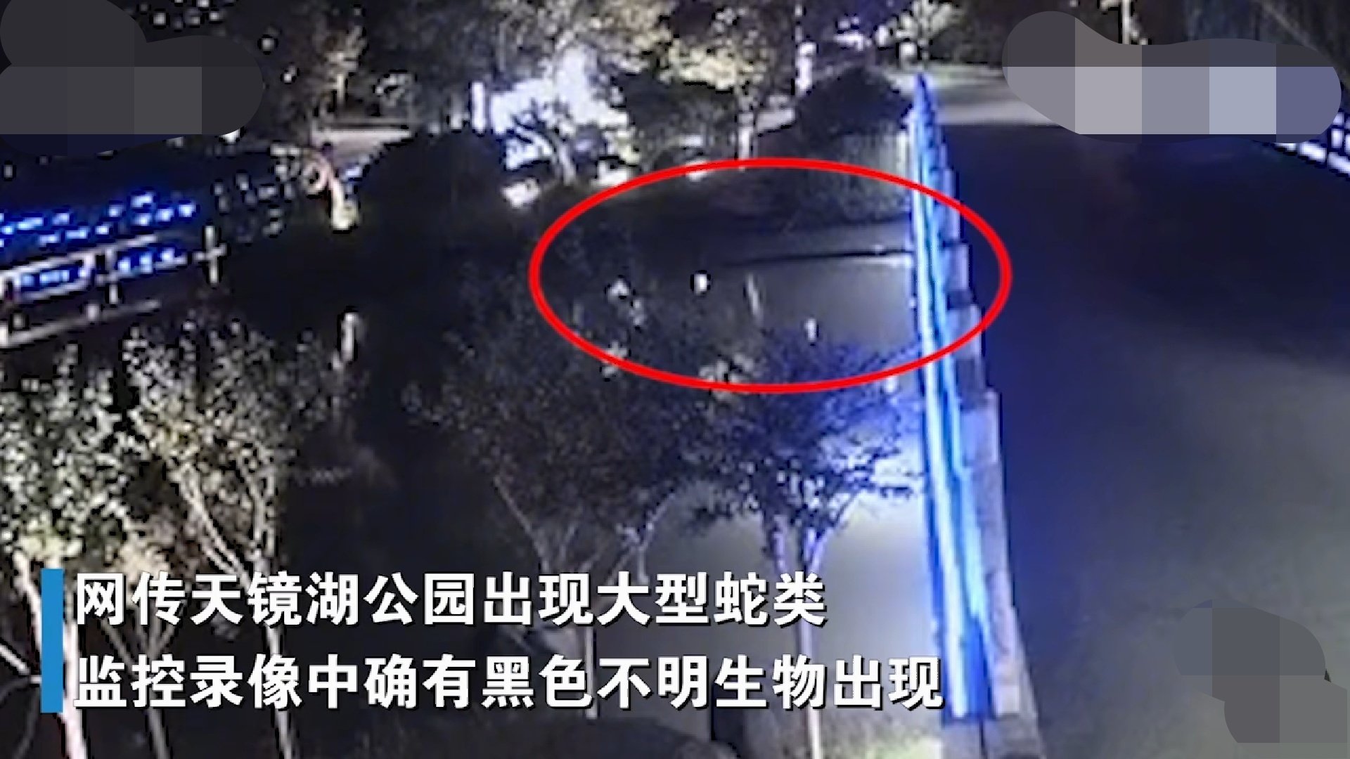 苏州出现不明巨型生物，类似巨型蟒蛇，专家已到场，能捉到吗？