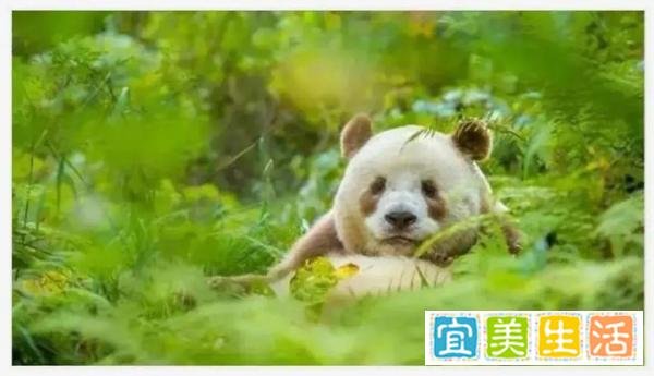 乐乐遗体将用于科学研究