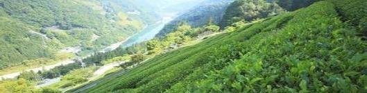 芥蒲冬茶功效与作用