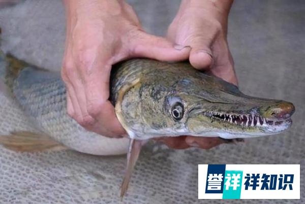 石家庄小区又出现鳄雀鳝，近期鳄雀鳝有点多，它们是怎么来的呢？