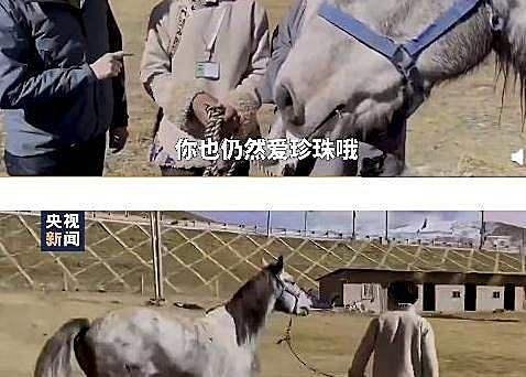 丁真得到一匹名叫青龙的赛马,谁送的?