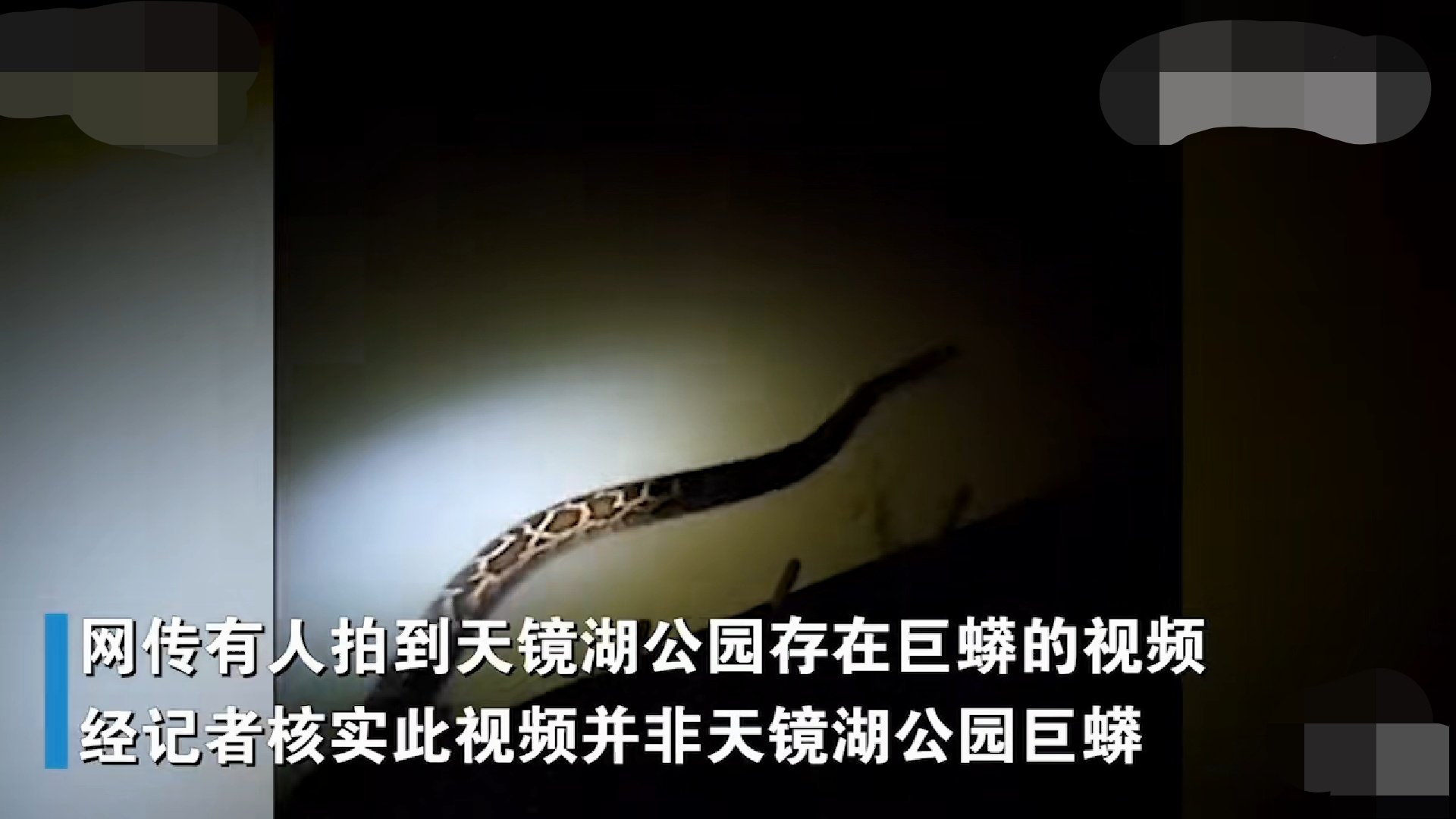 苏州出现不明巨型生物，类似巨型蟒蛇，专家已到场，能捉到吗？