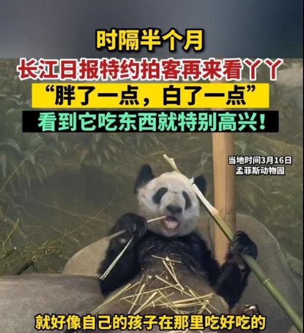 时隔半月，丫丫白了一点胖了一点