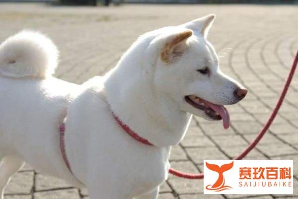 四川刘队长家的狗咬死邻居家的猫,被停职,爱狗人士质疑依据何在