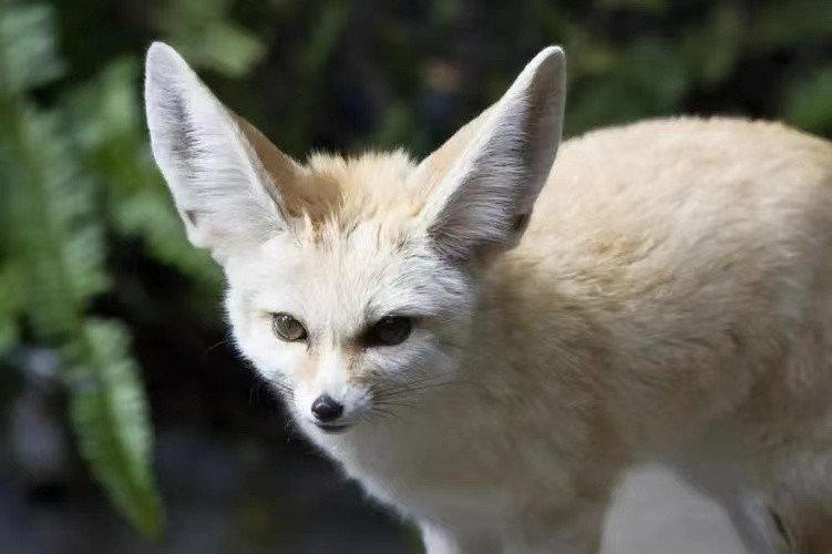 fennec是什么意思