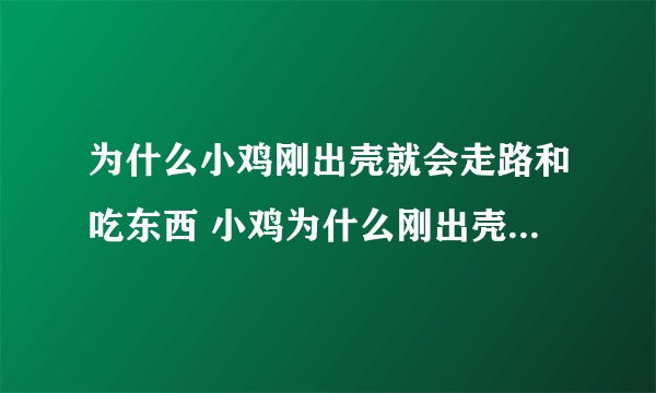 为什么小鸡刚出壳就会走路和吃东西 小鸡为什么刚出壳就会走路和吃东西