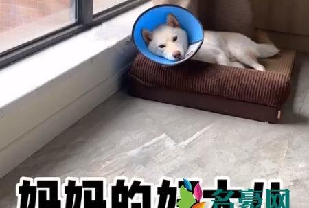 妈妈的好大儿是什么意思什么梗