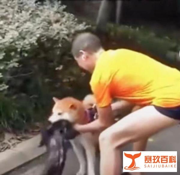 四川刘队长家的狗咬死邻居家的猫，被停职，爱狗人士质疑依据何在