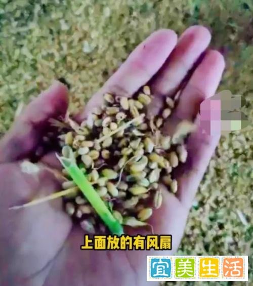 人民日报评物业腾车库晾晒小麦 崔斌：给西安点赞