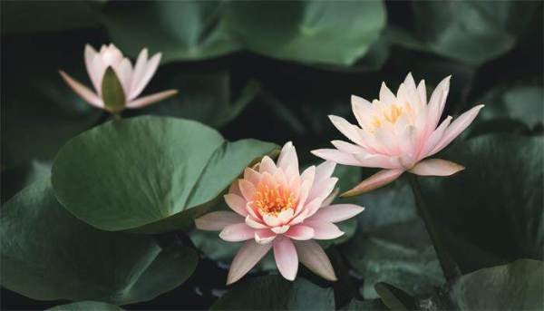 四叶菡萏是什么花