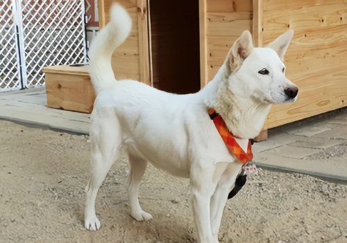 丰山犬一般多少钱一只