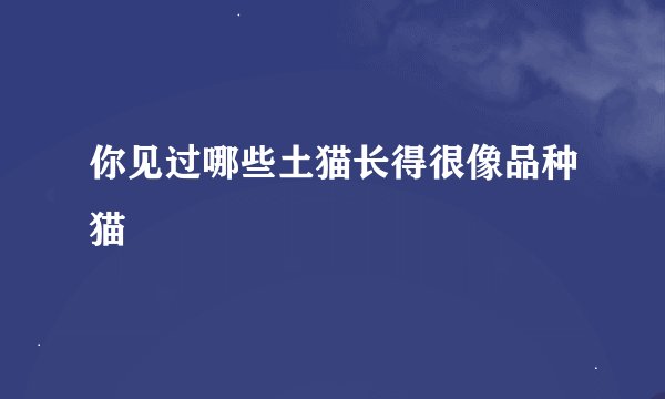 你见过哪些土猫长得很像品种猫
