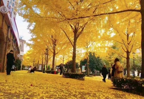 长宁二梯队学区——上海建青实验学校12年制及其对应楼盘