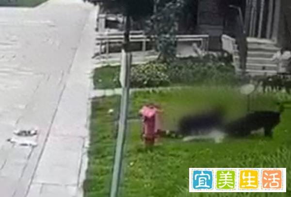 狗咬人主人是否涉嫌犯罪？罗翔解答：狗主人疏于管理属于过失，致他人重伤最高可判刑3年