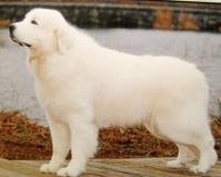 全身白毛没有杂色，大型犬。这是什么狗？有啥特点