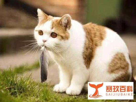 花5万吸猫被刑拘,饲养宠物要注意这些规定!