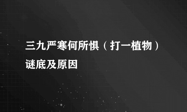 三九严寒何所惧（打一植物）谜底及原因