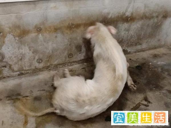 博物馆考虑对猪坚强实施安乐死 这是咋情况？