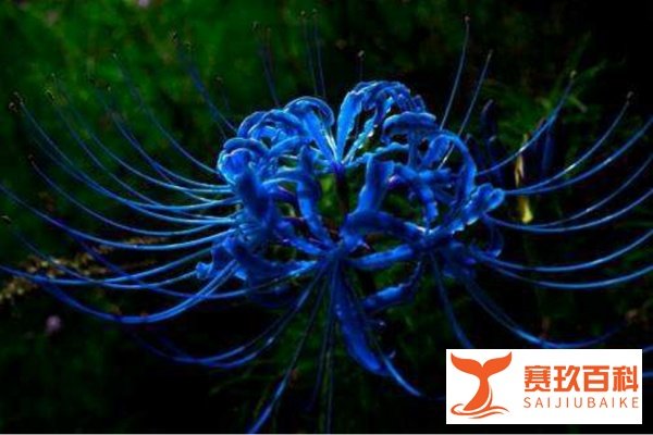 问问，“彼岸花开开彼岸，奈何桥前可奈何。”出自哪里，全诗又是什么？非常感谢！
