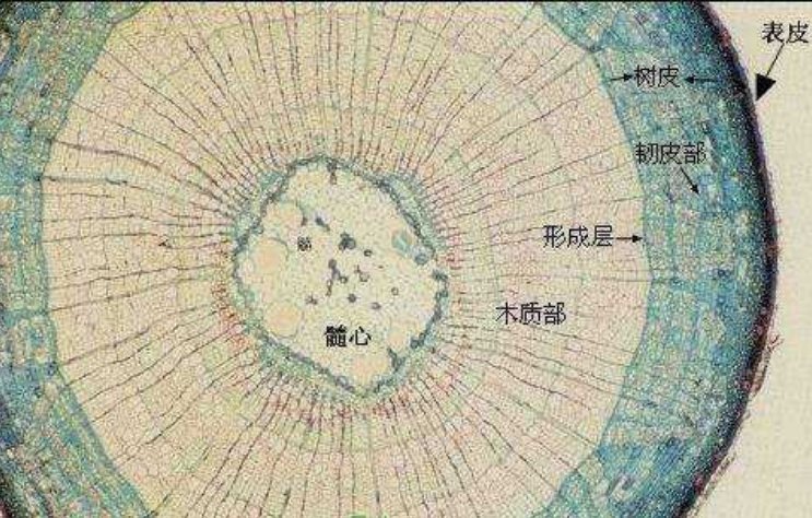 区别 ：形成层 木质部 韧皮部