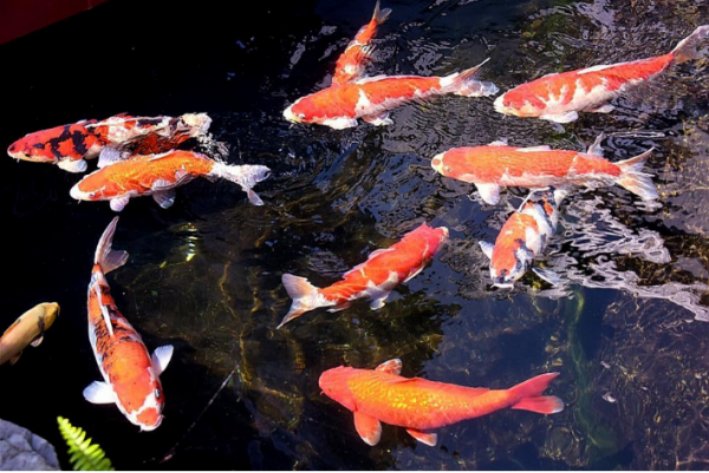 鱼水之情是指什么动物