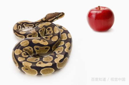 Sarff有什么含义吗?