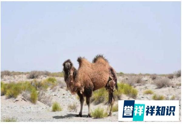 敦煌西湖保护区首次拍到荒漠猫，既软萌又有点凶！