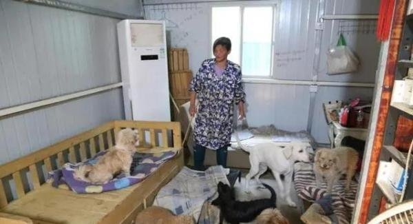 老人救狗20年 欠60万卖房住亲戚家 这是咋情况？