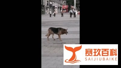 重庆德牧壮壮死了，可这个人却始终没出现...