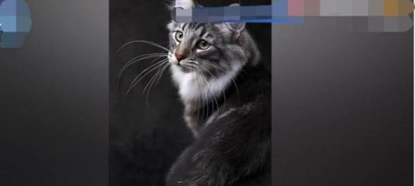 名贵猫王后代被医院误做绝育，医院称客户没交代清楚不算医疗事故