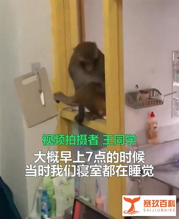 猴子闯入女生寝室大闹天宫 这是咋情况？