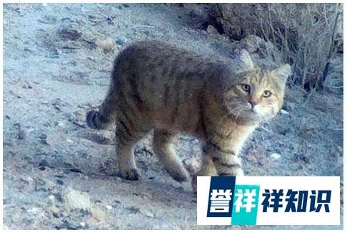 敦煌西湖保护区首次拍到荒漠猫，既软萌又有点凶！