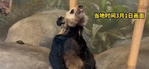 时隔半月，丫丫白了一点胖了一点