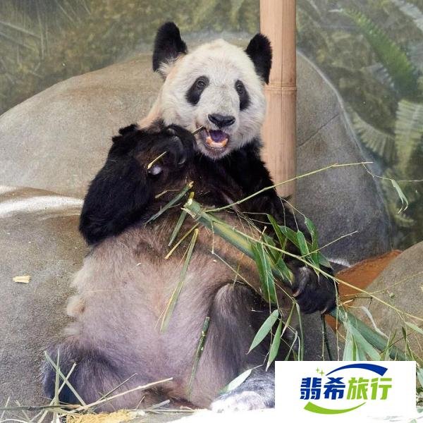 马克龙来华，还带上动物园园长，续租熊猫诚意有了，但中方难答应