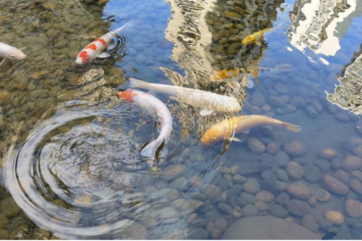 鱼水之情是指什么动物