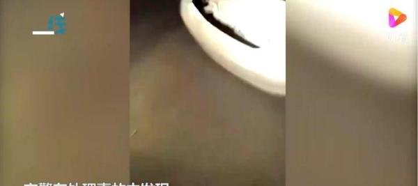 追尾车辆藏金钱豹 林业局:司机捡的 这是咋情况？