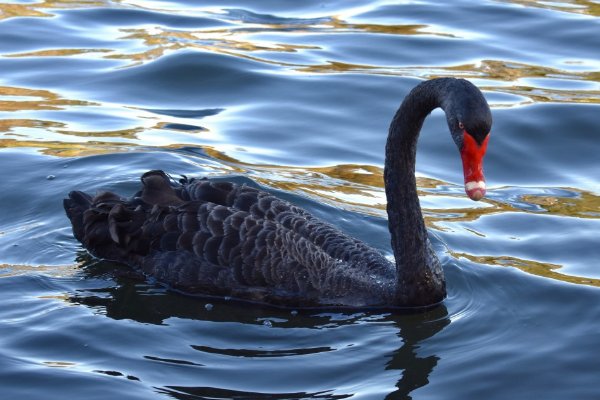 黑天鹅的寓意及象征
