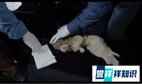 保存完好！西伯利亚发现4万年前幼狮化石，另一只冰冻2.8万年幼狮仍栩栩如生