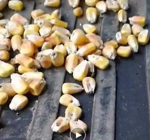 粮库粮食有大量虫眼？真相来了！