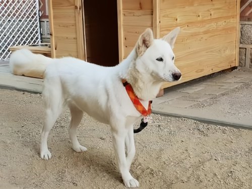 丰山犬一般多少钱一只