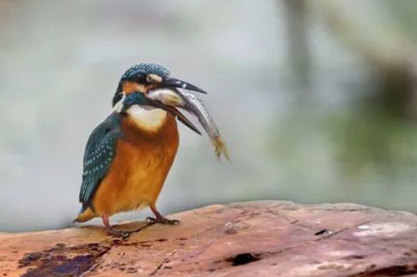 难以下咽的拼音