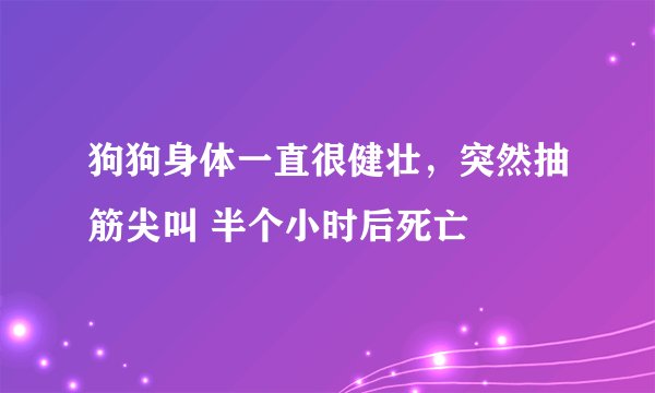 狗狗身体一直很健壮，突然抽筋尖叫 半个小时后死亡