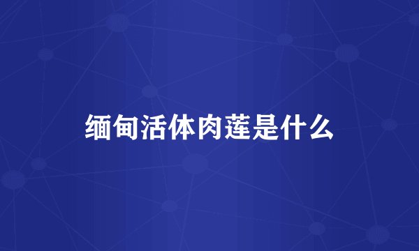 缅甸活体肉莲是什么