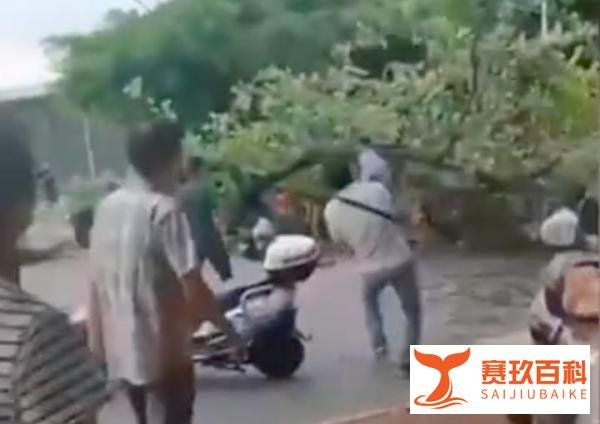 广西大学大树倾倒教师疑被砸身亡，学校回应：确有此事，正在处理