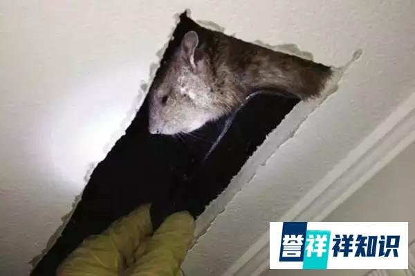 (转载)英国现60厘米长巨大老鼠 鼠药已对其无效化