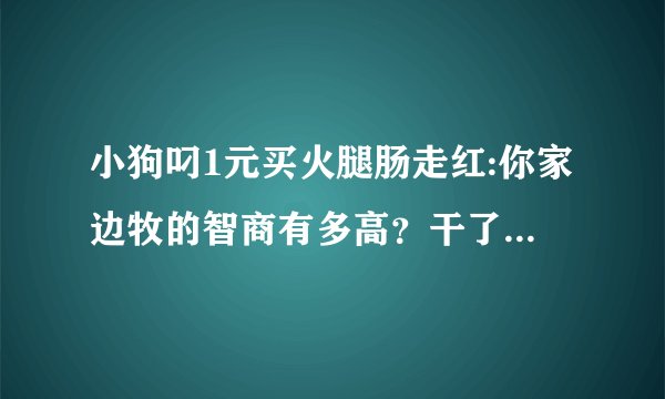 小狗叼1元买火腿肠走红:你家边牧的智商有多高？干了什么让你印象深刻的事情吗？