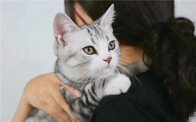 猫咪总是要抱抱是怎么回事？