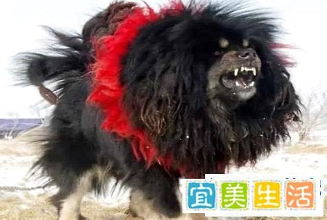 鬼獒和藏獒哪个厉害? 鬼獒pk藏獒