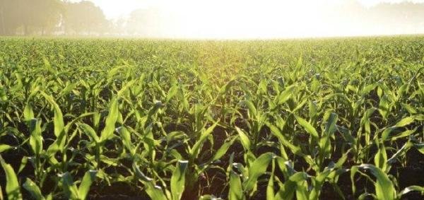 河北磁县春耕春管不能办通行证